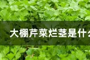 大棚芹菜烂茎是什么原因