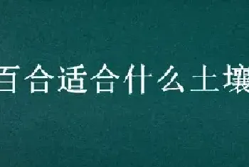 百合适合什么土壤和花盆