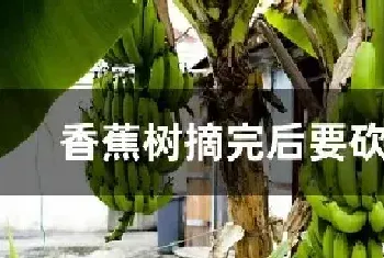 香蕉树摘完后要砍掉吗