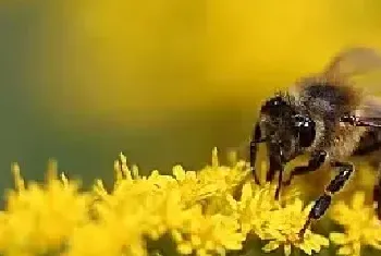 蜜蜂来家里是福还是祸？