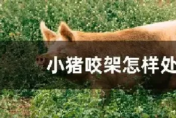 小猪咬架怎样处理