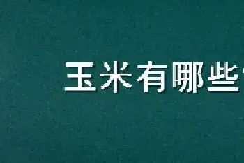 玉米有哪些