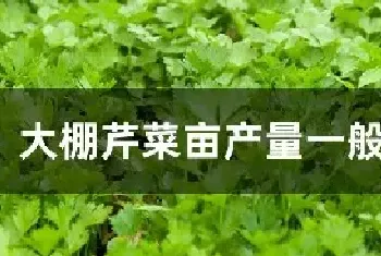 大棚芹菜亩产量一般多少斤