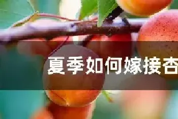 夏季如何嫁接杏树