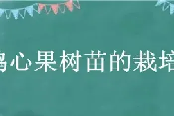 鸡心果树苗的栽培与管理