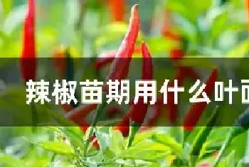 辣椒苗期用什么叶面肥好