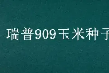 瑞普909玉米种子介绍