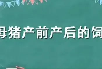 母猪产前产后的饲养管理