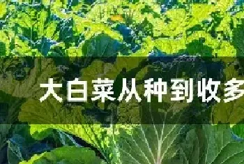 大白菜从种到收多少天