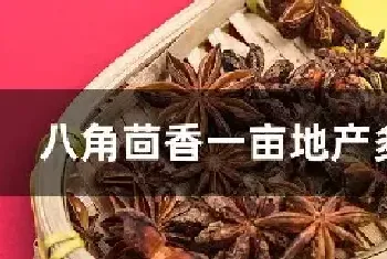 八角茴香一亩地产多少斤