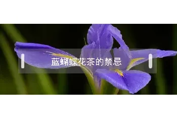 蓝蝴蝶花茶的禁忌