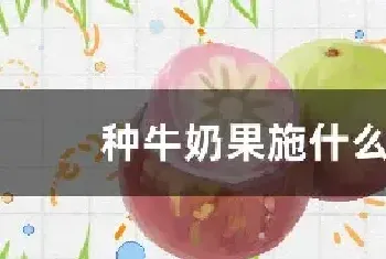 种牛奶果施什么肥