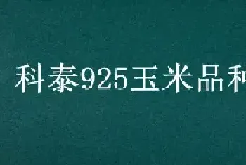 科泰925玉米品种介绍