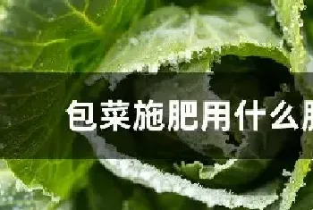 包菜施肥用什么肥料