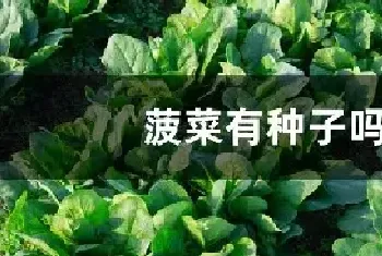 菠菜有种子吗