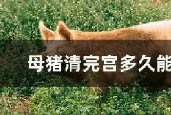 母猪清完宫多久能配种