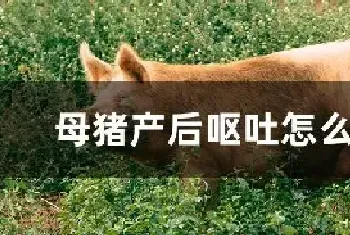 母猪产后呕吐怎么治疗