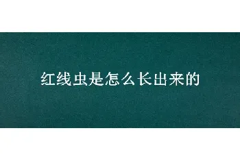 红线虫是怎么长出来的