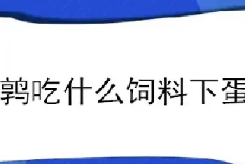 鹌鹑吃什么饲料下蛋多