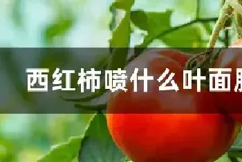 西红柿喷什么叶面肥最好