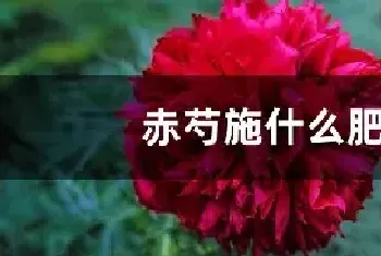 赤芍施什么肥