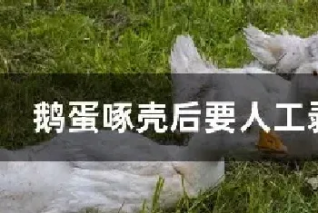 鹅蛋啄壳后要人工剥开吗