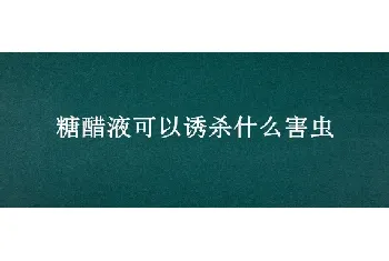 糖醋液可以诱杀什么害虫