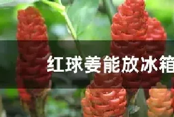 红球姜能放冰箱吗