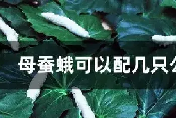 母蚕蛾可以配几只公蚕蛾