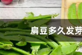 扁豆多久发芽