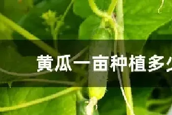 黄瓜一亩种植多少株