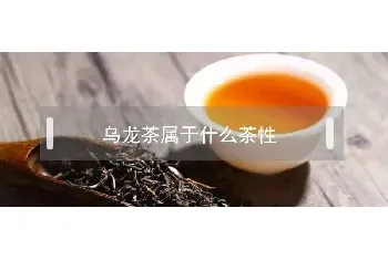 乌龙茶属于什么茶性