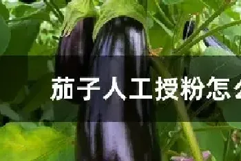 茄子人工授粉怎么授