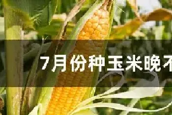 7月份种玉米晚不晚