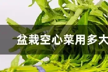 盆栽空心菜用多大的盆