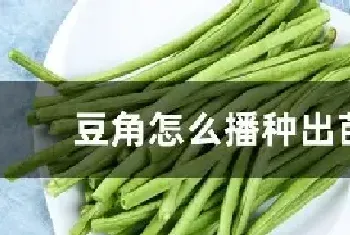 豆角怎么播种出苗快