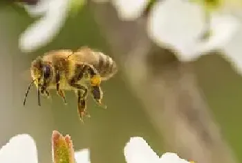 蜂毒能杀死癌细胞吗？