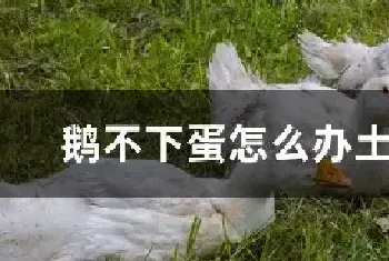 鹅不下蛋怎么办土办法