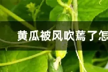 黄瓜被风吹蔫了怎么办