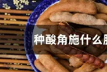 种酸角施什么肥