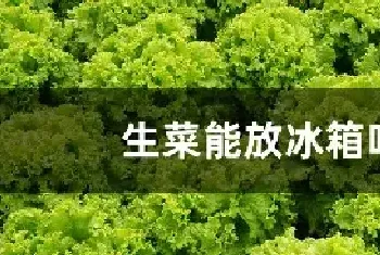 生菜能放冰箱吗