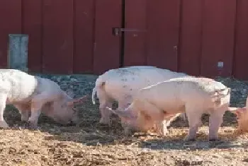 中草药养猪最佳配方