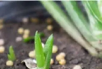 种植芦荟赚钱吗,种植前景和利润如何?