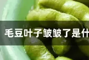 毛豆叶子皱皱了是什么原因