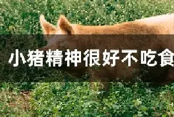 小猪精神很好不吃食怎么办