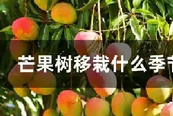 芒果树移栽什么季节最好