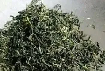 蒲公英茶哪些人不宜喝 蒲公英茶的副作用