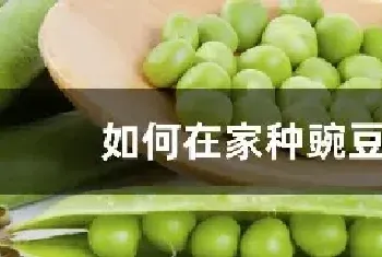 如何在家种豌豆苗