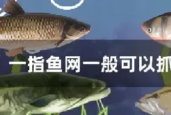 一指鱼网一般可以抓什么鱼