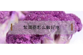 紫菜花怎么做才好吃？